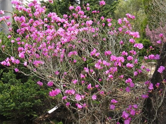 Rhododendron_dauricum.jpg