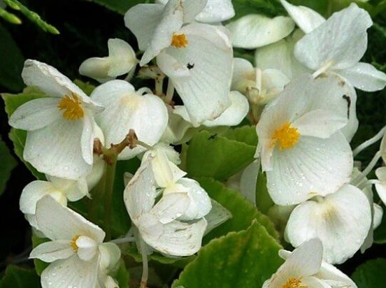 Begonia_semperflorens31.05_4.jpg