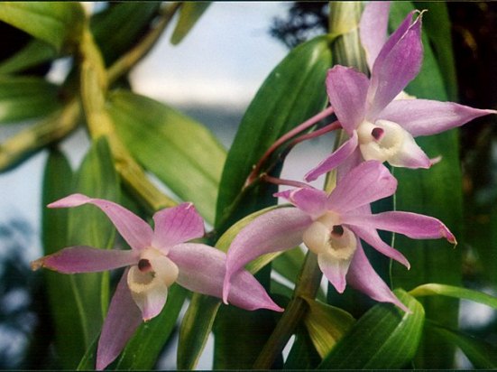 640px-A_and_B_Larsen_orchids_-_Dendrobium_hercoglossum_903-9.jpg