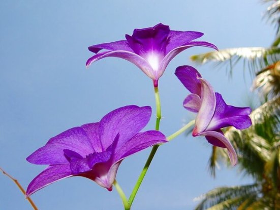 Dendrobium04.08_4.jpg