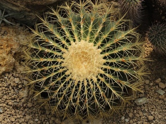 Echinocactus29.08_1.jpg