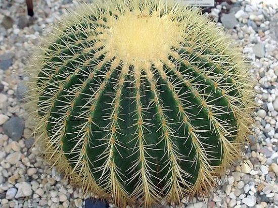 Echinocactus29.08_7.jpg