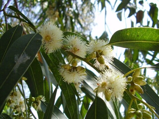 Eucalyptus_globulus.jpg