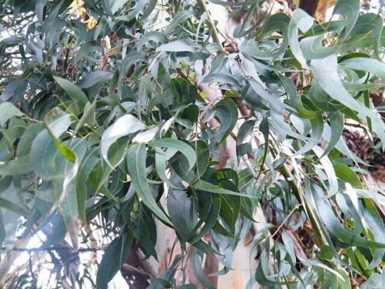 Eucalyptus_viminalis.jpg