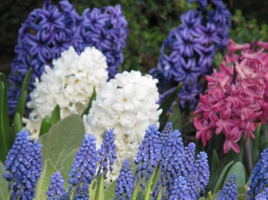 Hyacinth-Hyacinthus-Hyacinth-Muscari-1085178.jpg