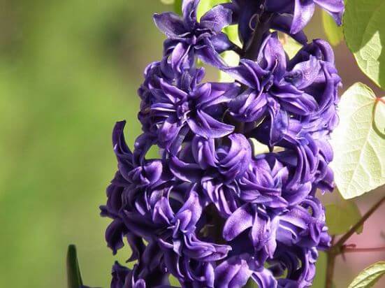 Hyacinths_Isabelle.JPG