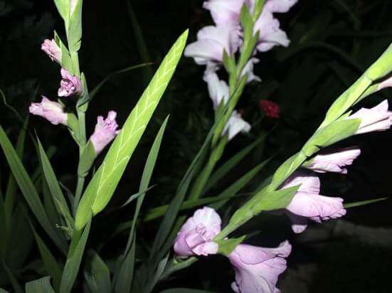 Gladiolus09.02_13.jpg