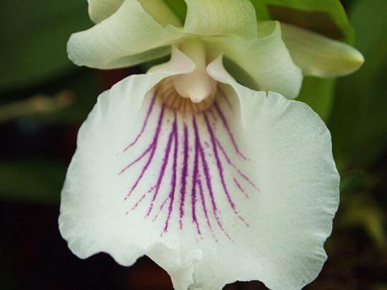 Cochleanthes_amazonica_-_Flickr_003.jpg