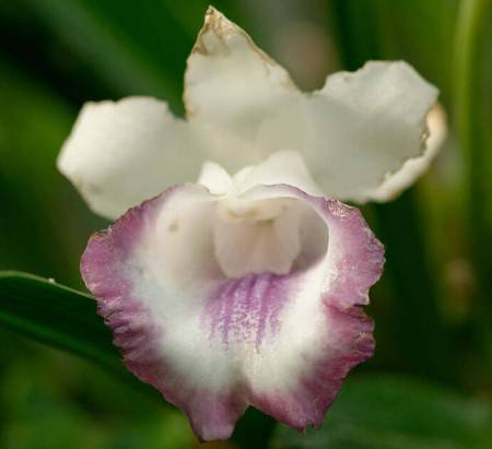 Cochleanthes_marginata_1001_Orchids.jpg