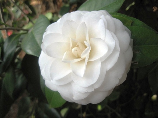CAMELLIA_japonica_White_by_the_Gate.jpg