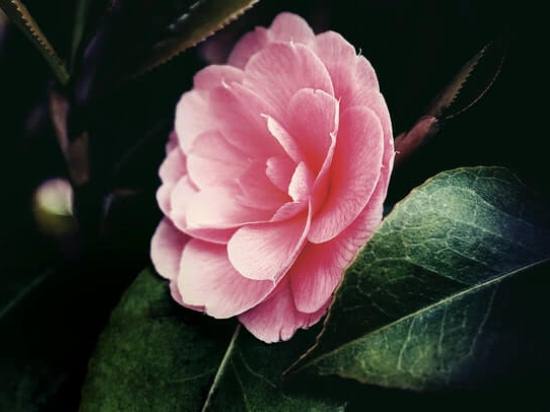 Camellia04.08_8.jpg