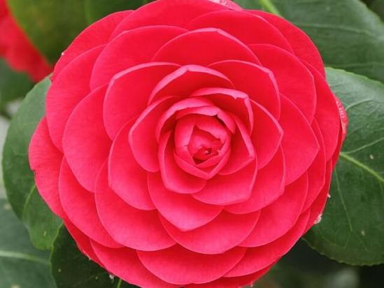 Camellia_japonica-IMG_2052.jpg