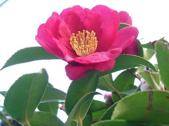 Camellia_sasanqua1.jpg