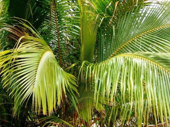 Кокосовая пальма