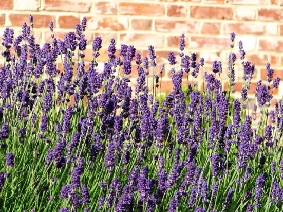Lavender11.01_1.jpg