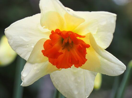 Narcissus10.01.1_5.jpg