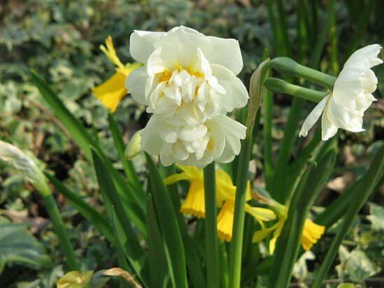 Narcissus_Bridal_Crown.jpg