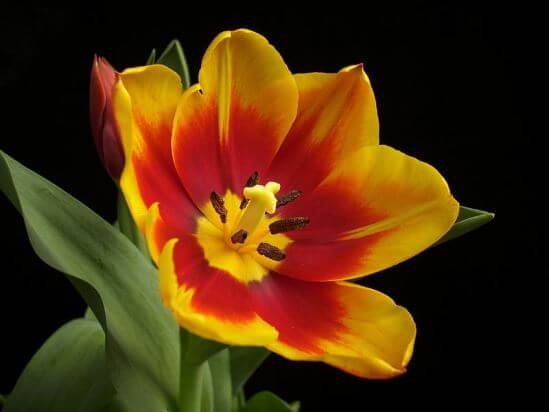Tulipa28.01_4.jpg