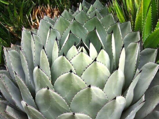 Agave-Parryi-2.jpg