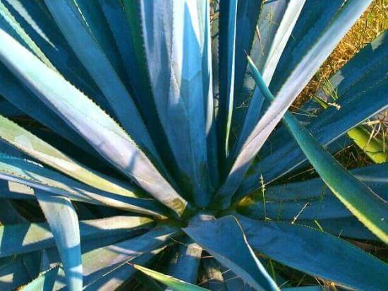 Agave-Tequilana-1.jpg