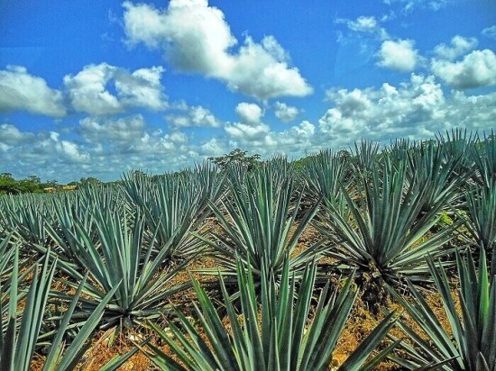 Agave-Tequilana-2.jpg