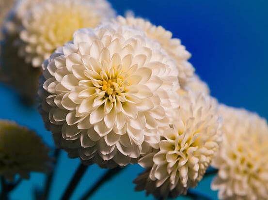 Chrysanthemum02.08_2.jpg