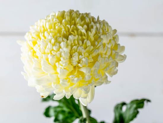 Chrysanthemum02.08_4.jpg