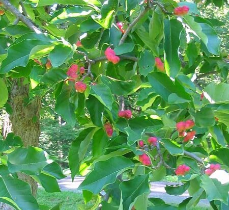 Magnolia_acuminata.jpg