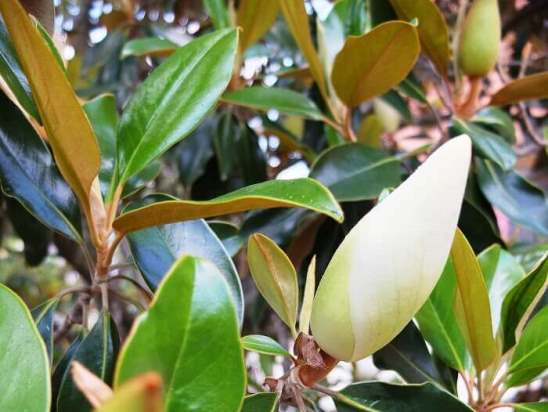magnoliya_1.jpg
