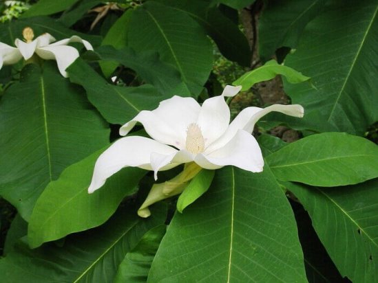 magnoliya_4.jpg