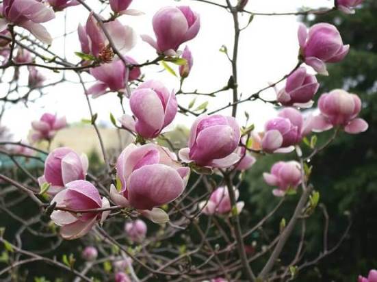 magnoliya_5.jpg