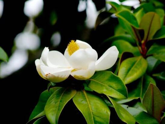 magnoliya_6.jpg