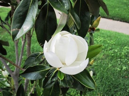 magnoliya_7.jpg