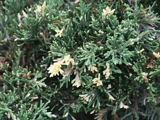 Juniperus_davurica.jpg