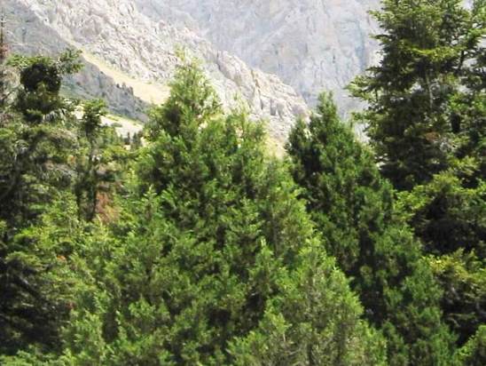 Juniperus_foetidissima.jpg