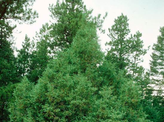 Juniperus_scopulorum.jpg
