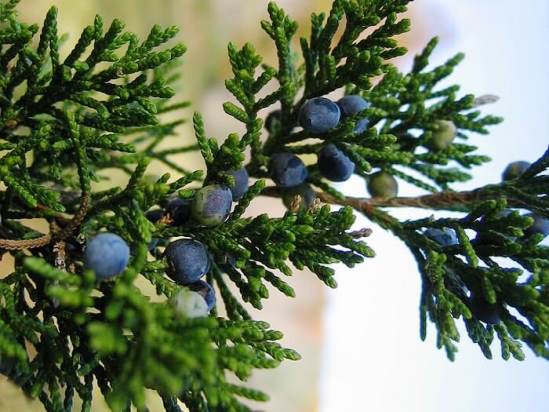 Juniperus_virginiana.jpg