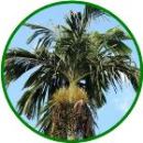 Бетелевая пальма